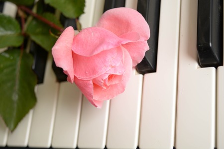 A beautiful rose on piano keysの写真素材