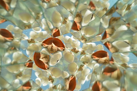 Background from snail shellの写真素材