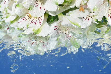 Flowers reflected in waterの写真素材
