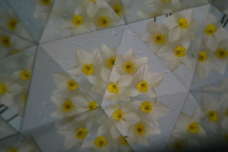 Abstract background, flowers, kaleidoscope effect, plantの写真素材