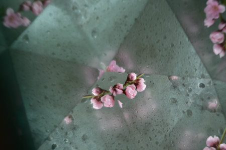 Abstract background, flowers, kaleidoscope effect, plantの写真素材