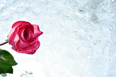 A beautiful pink rose on water backgroundの写真素材