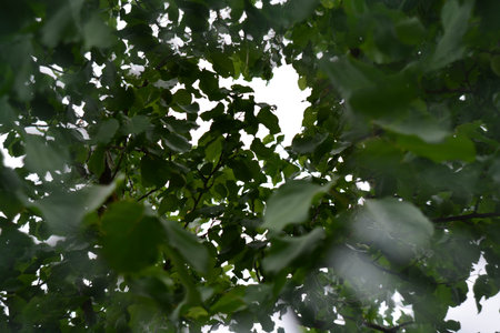 Natural background, leaves, kaleidoscope effect