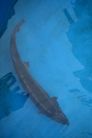 Sturgeon in pure waterの写真素材