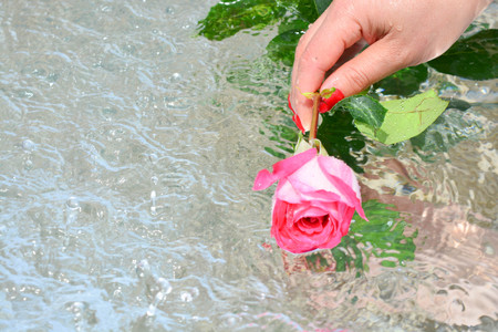 A beautiful pink rose on water backgroundの写真素材