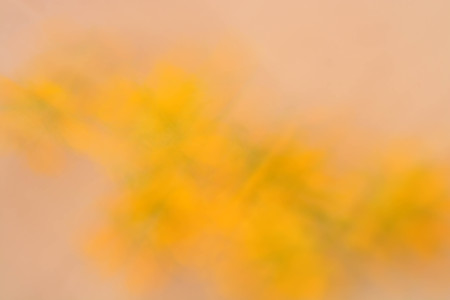 Abstract background, flowersの写真素材