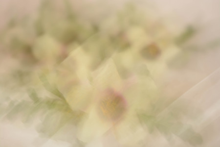 Abstract background, flowersの写真素材