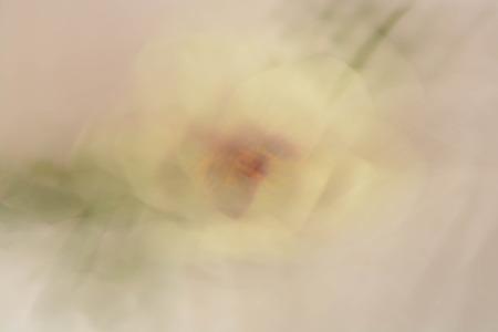 Abstract background, flowersの写真素材