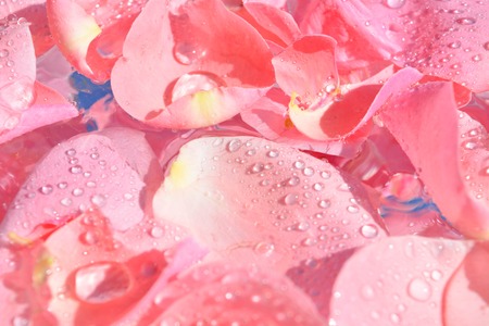 A beautiful rose on keyboardの写真素材