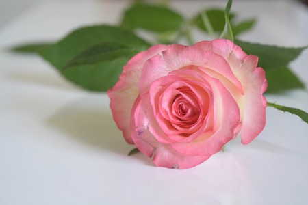Beautiful rosesの写真素材