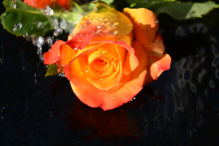 Beautiful rosesの写真素材