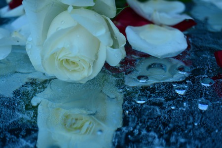 Beautiful rosesの写真素材