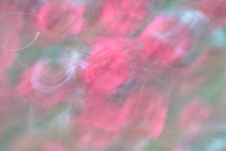Abstract background, flowersの写真素材