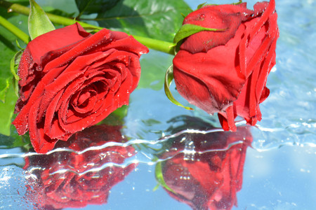 Roses reflected in waterの写真素材