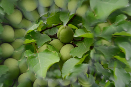 Natural background, leaves, kaleidoscope effectの写真素材