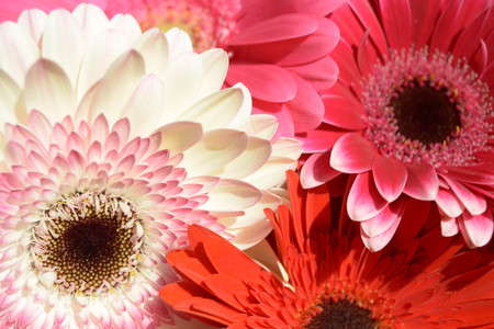 Natural background, flowers, colorful, red, white, pinkの写真素材