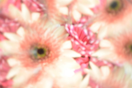 Abstract natural background, flowers, colorful, red, whiteの写真素材