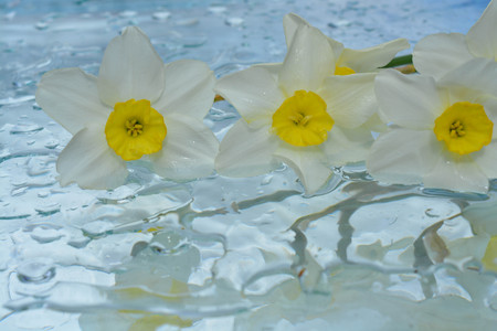 Narcissus reflected in pure waterの写真素材