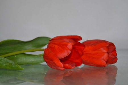 Red tulipsの写真素材