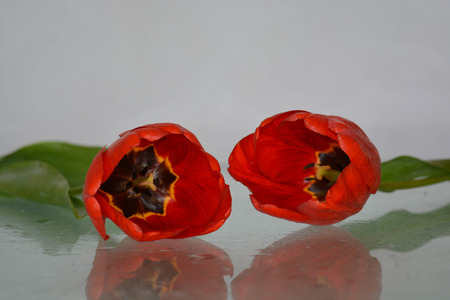 Red tulipsの写真素材