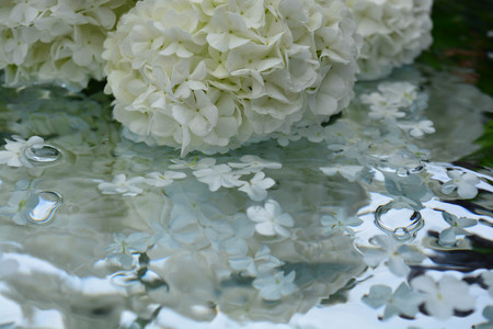 Beautiful flowers reflected in pure waterの写真素材