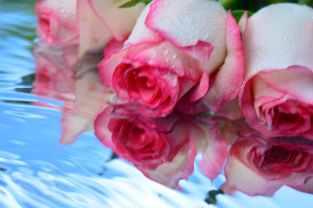 Beautiful roses reflected in pure waterの写真素材