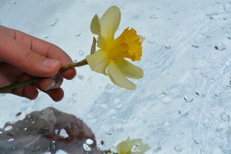 Beautiful flowers in hand reflected in pure water, natural backgの写真素材