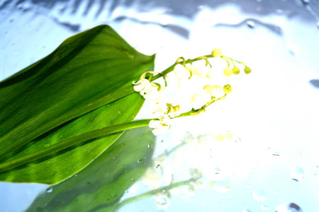 Beautiful flowers reflected in pure waterの写真素材