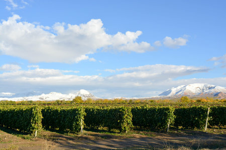 Natural background, green vineyard, blue sky, cloudsの写真素材