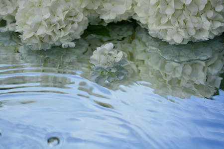 Beautiful flowers reflected in pure waterの写真素材