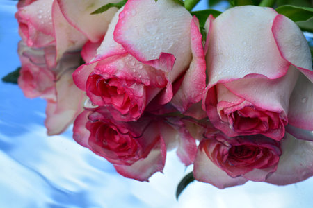 Beautiful roses reflected in pure waterの写真素材