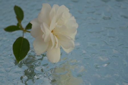 Beautiful roses reflected in pure waterの写真素材