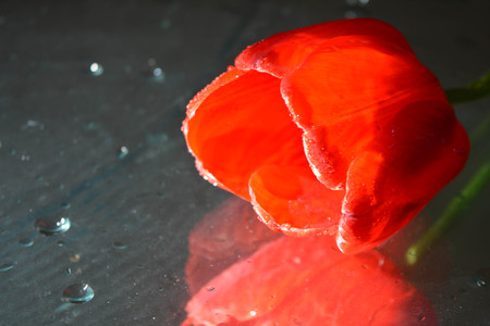 Red tulipsの写真素材