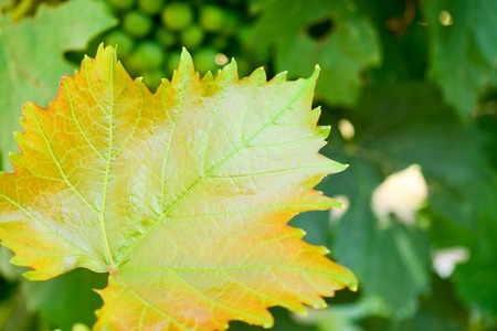 Natural green background from leaves, grapesの写真素材