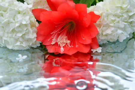 Beautiful flowers reflected in pure waterの写真素材