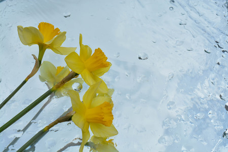 Beautiful flowers reflected in pure waterの写真素材