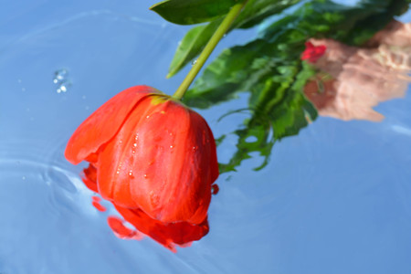 Flowers, reflectionの写真素材