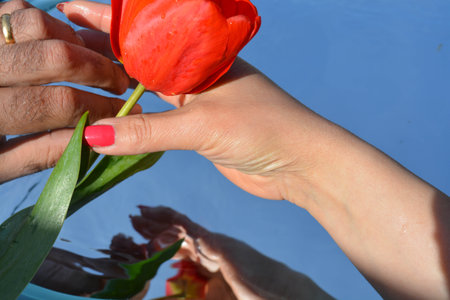 Flowers, reflectionの写真素材