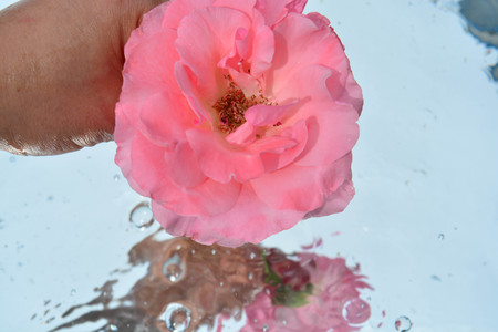 Roses reflected in waterの写真素材