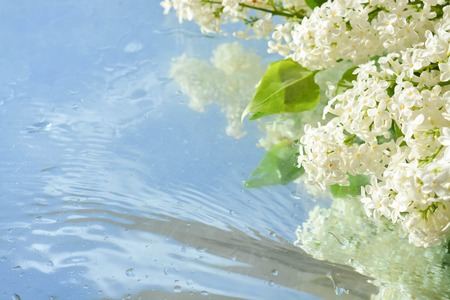 Beautiful lilacs reflected in waterの写真素材