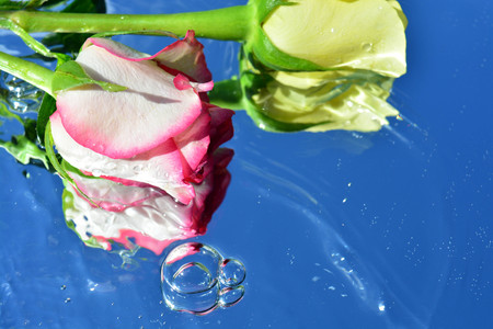Beautiful roses reflected in pure waterの写真素材