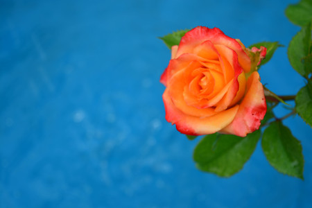 Beautiful rosesの写真素材