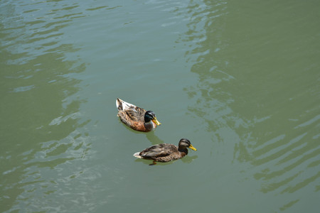 Mallands, ducksの写真素材