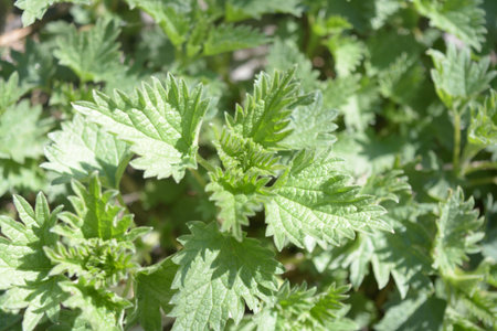 Natural background flowers, leaves, green, nature, color