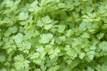 Natural background flowers, leaves, green, nature, colorの写真素材