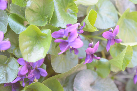 Natural background flowers, leaves, green, nature, color