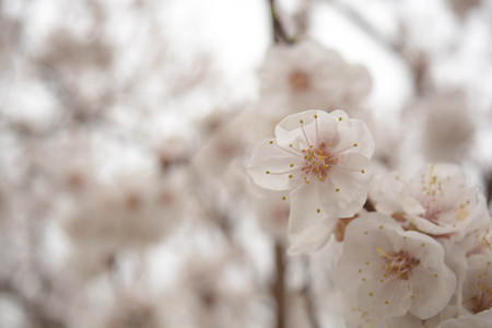 Trees white flowers, spring, apricot, plums, skyの写真素材
