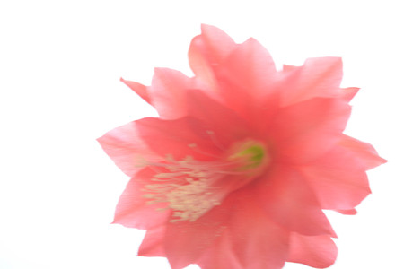 Red cactus flower isolated on white background, natureの写真素材