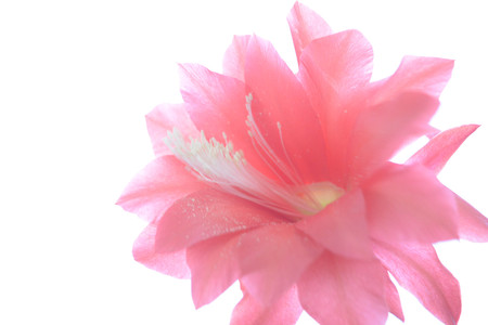 Red cactus flower isolated on white background, natureの写真素材