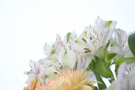 Beautiful flowers isolated on white background, drops, natureの写真素材